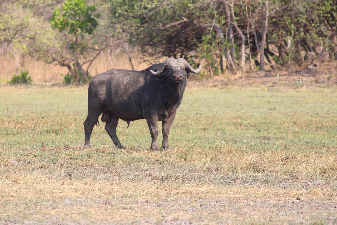 Chaminuka Lodge Lusaka Exteriör bild