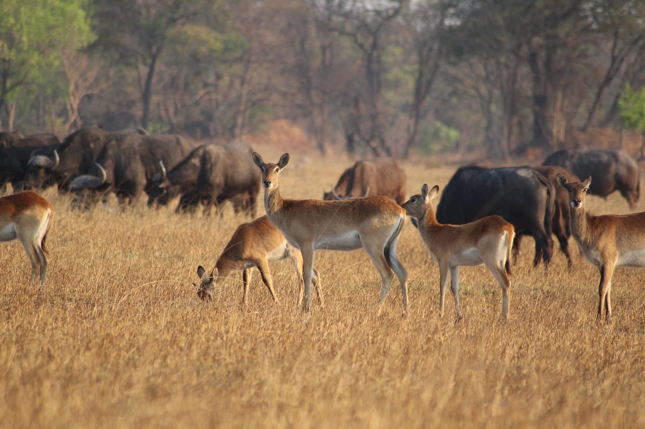 Chaminuka Lodge Lusaka Exteriör bild