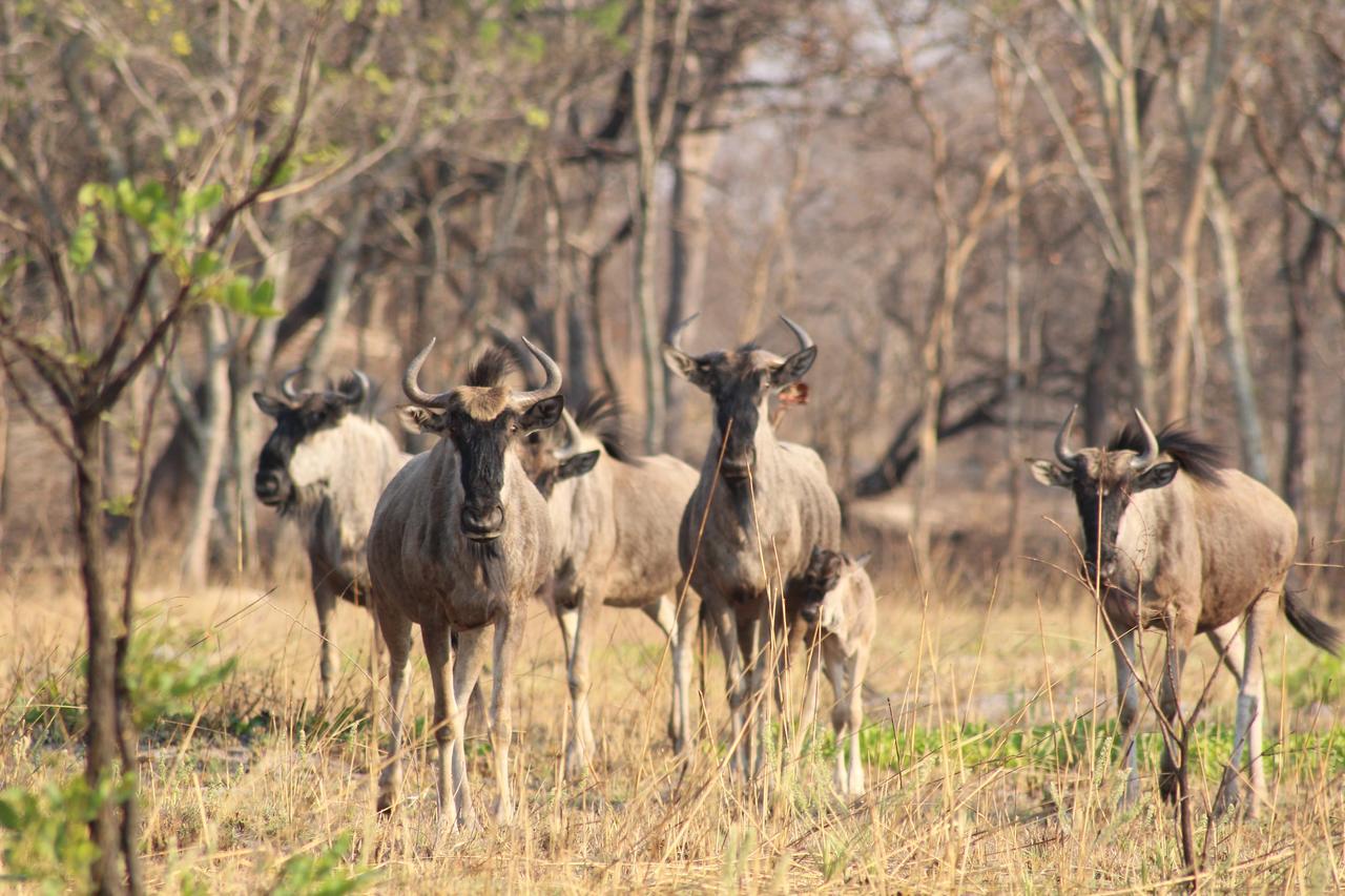 Chaminuka Lodge Lusaka Exteriör bild