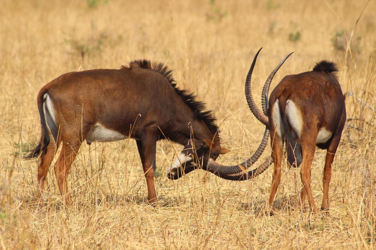 Chaminuka Lodge Lusaka Exteriör bild