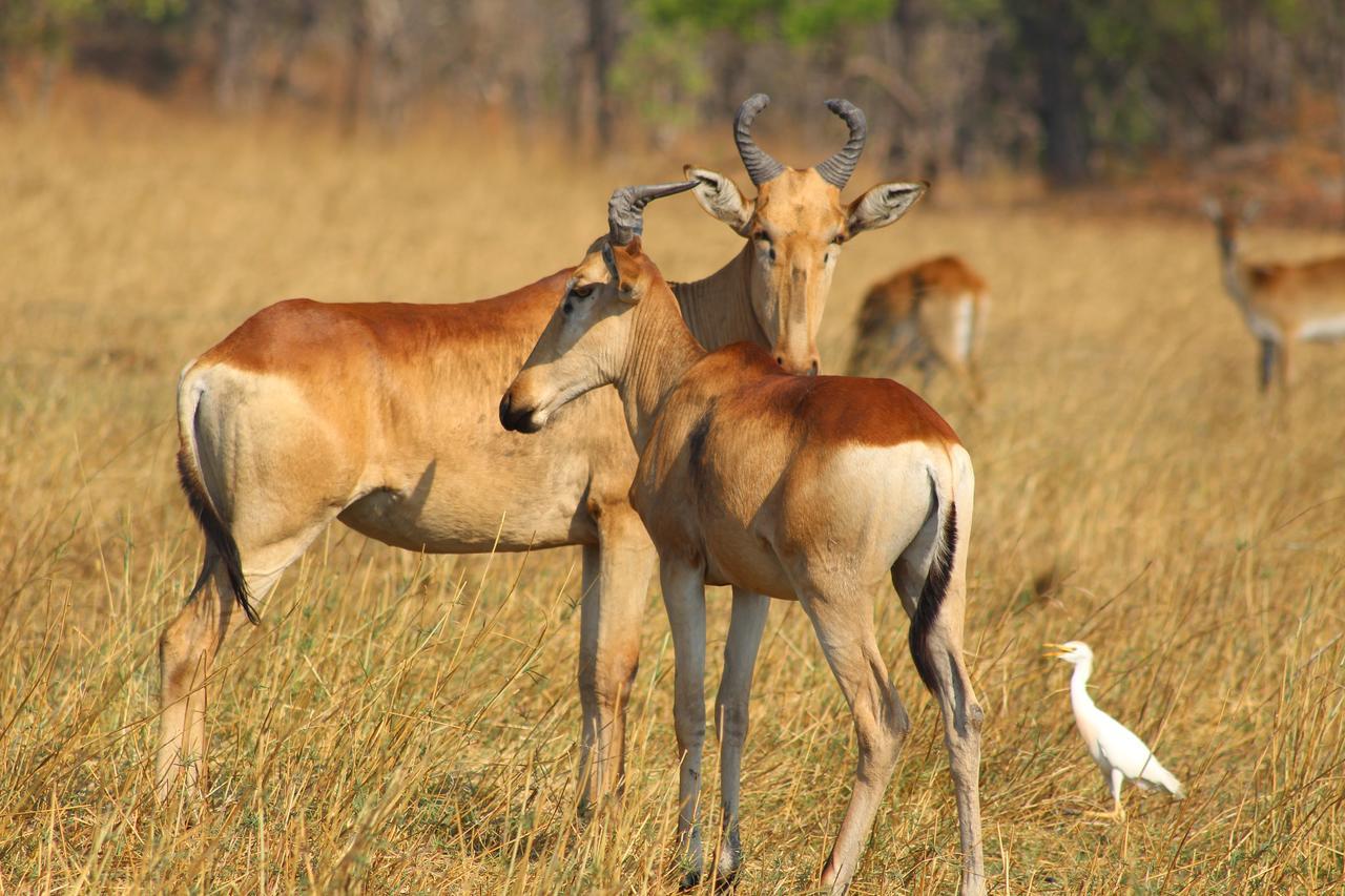 Chaminuka Lodge Lusaka Exteriör bild