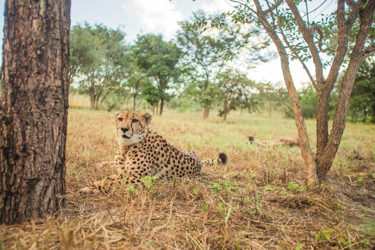 Chaminuka Lodge Lusaka Exteriör bild